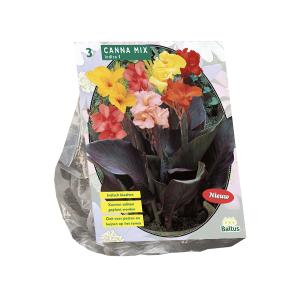 Baltus Canna Gemengd bloembollen per 3 stuks